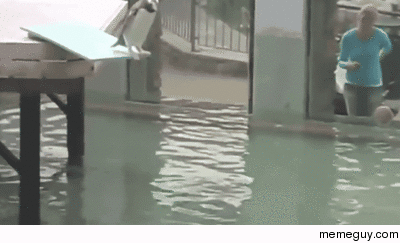 A graceful Penguin dives in