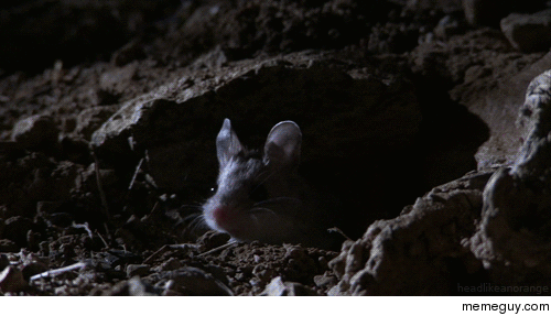 A Grasshopper Mouse Howling to Protect its Territory