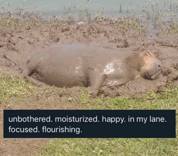 A great day to be a capybara I guess
