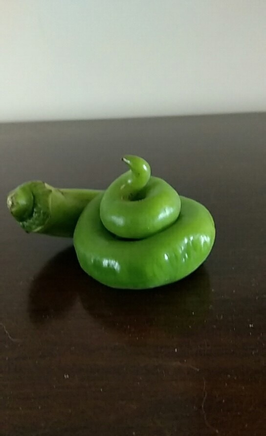 a green pepper