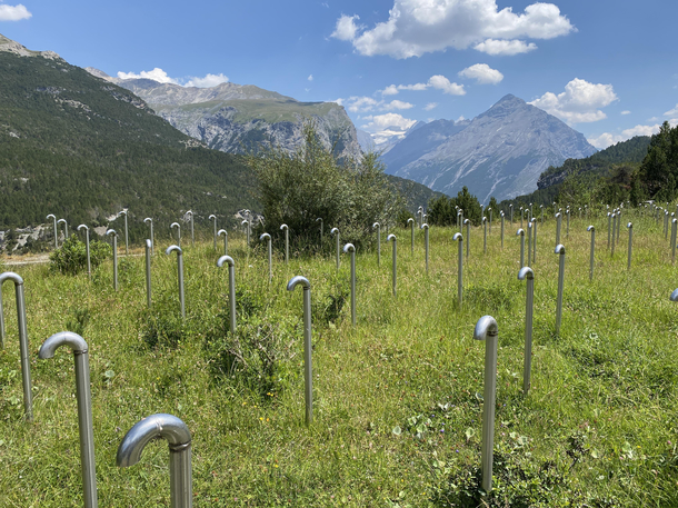 A Grove of Young Candy Cane Trees Before Forming Their Colorful Candy Cane Buds