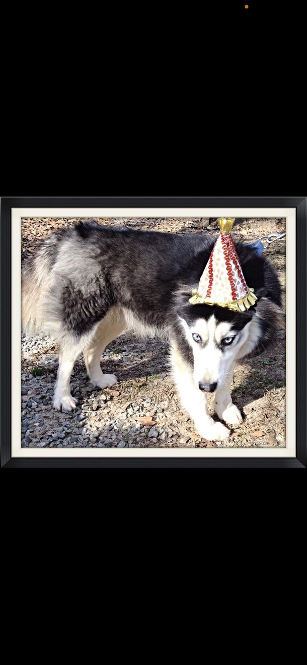 A guest at my pups party