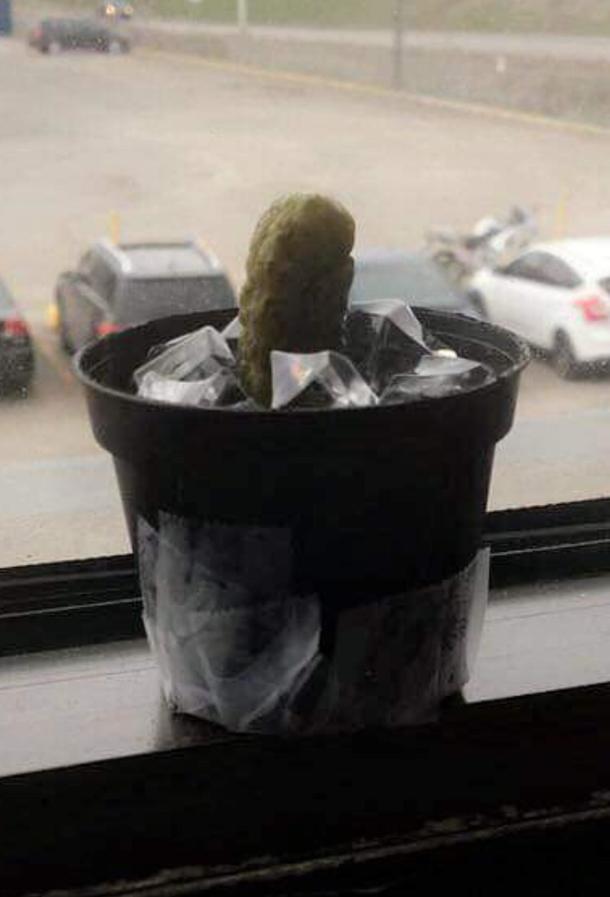 A guy at my wifes job still think that his new plant is a cactus Its actually a pickle that is replaced by a new one each  days Its been like that for  weeks now