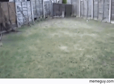 A guy helps a fox out