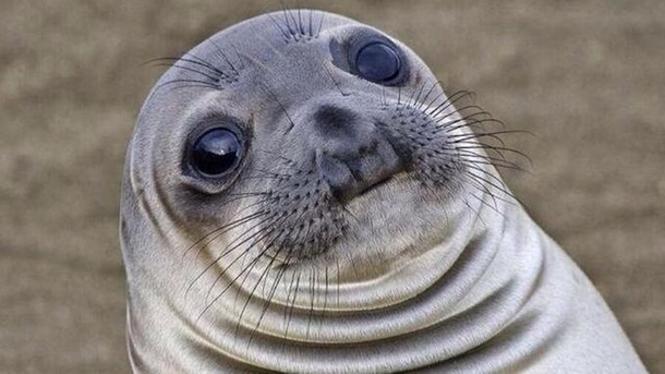 A guy I work with told me he had a dream about getting a blow job from a seal