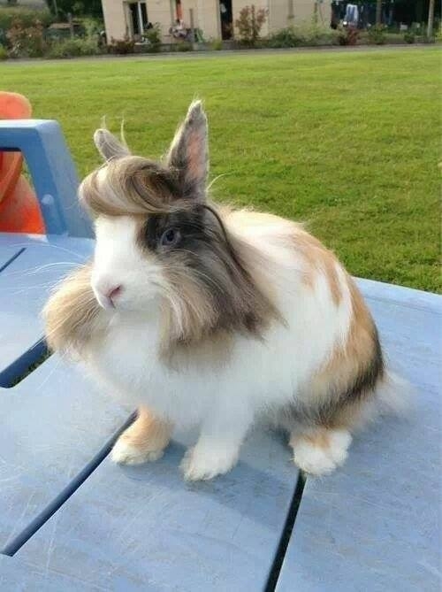 A Hare with Flair