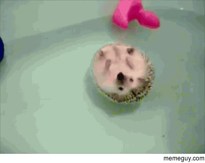 A Hedgehog Floating in Water