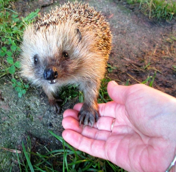 A hedgehog friendly great