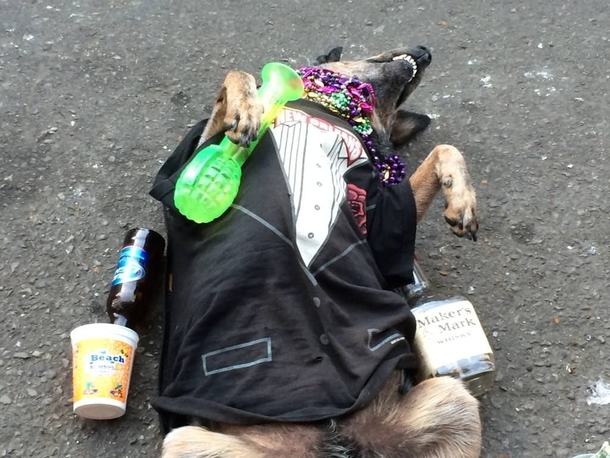 A homeless guy on Bourbon Street trained his dog to play passed out I paid a buck for this photo