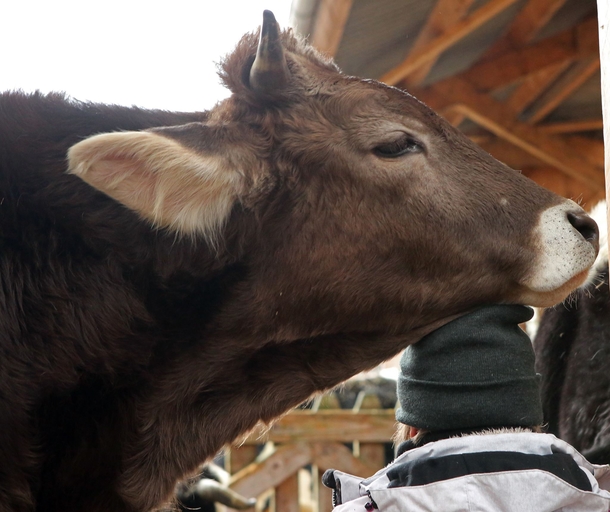 A Human Headrest How Cowvenient