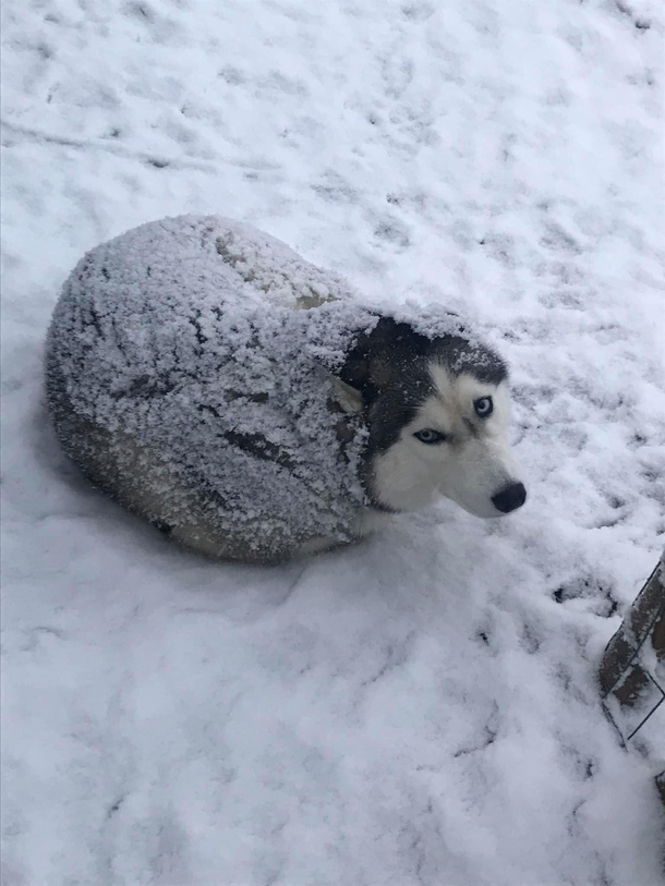 A Husky or a seal