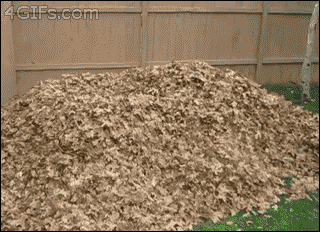 A husky playing leaves makes me so happy