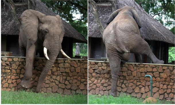 A jumbo elephant carefully climbing a wall to steal mangoes from a safari lodges tree