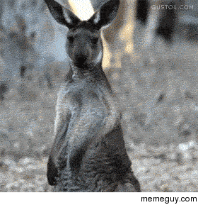 A_Kangaroo_Guitar_SoloGIF