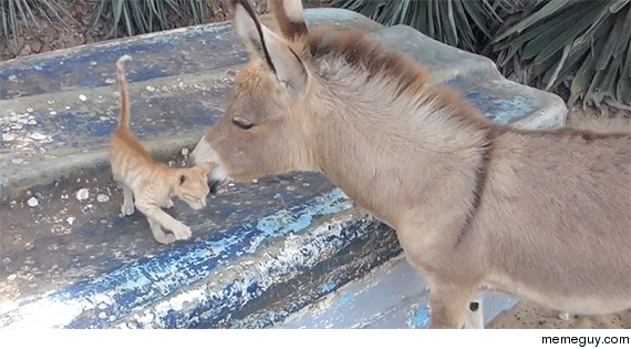 A Kitten meets a Donkey for the first time