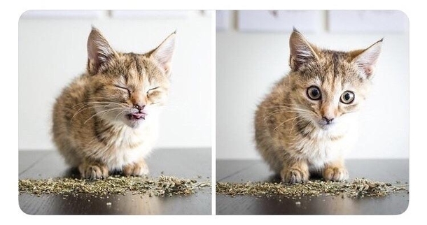 A kittens reaction to catnip
