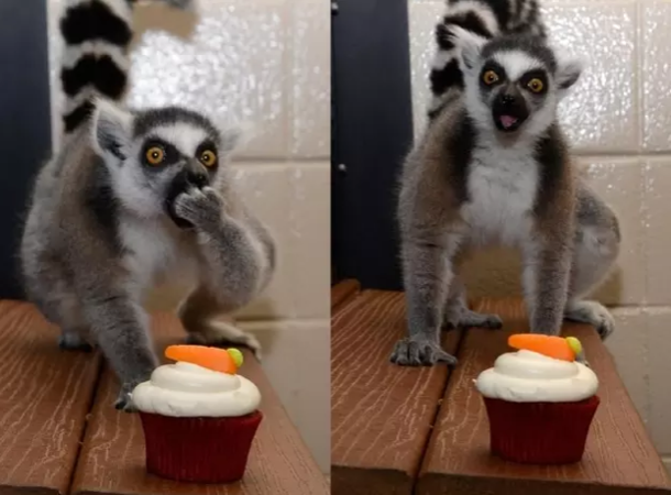 A lemur who has discovered the wondrousness of cupcakes for the first time