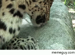 A Leopards face when you feed it Marmite