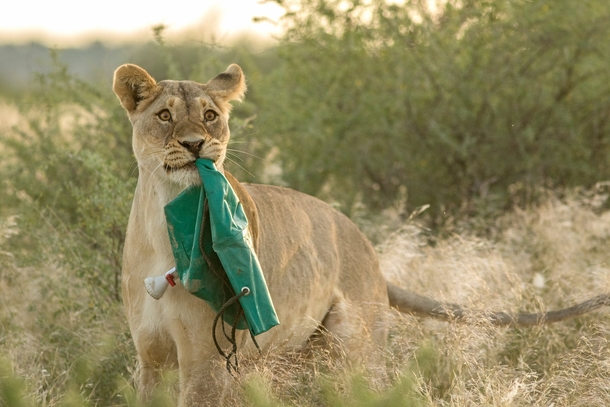 A lioness steals an outdoor shower from travellers in the Mabuasehube game reserve in Botswana South Africa