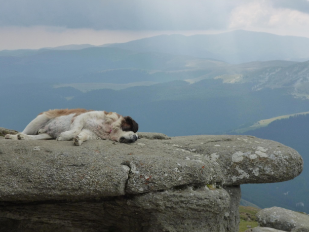 A livestock guardian dog hard at work in Romania