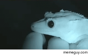 A lizards eyes dilating