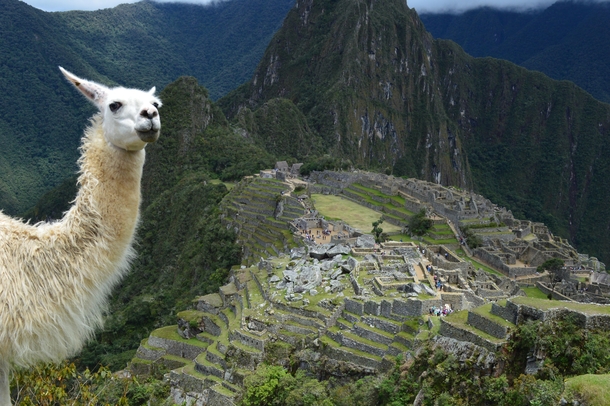 A Llama photobombed my Machupicchu pic