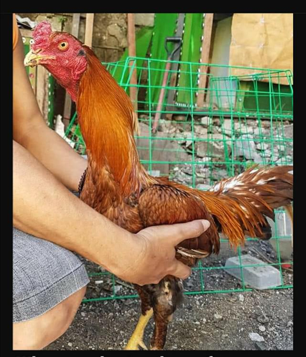 A long necked chicken