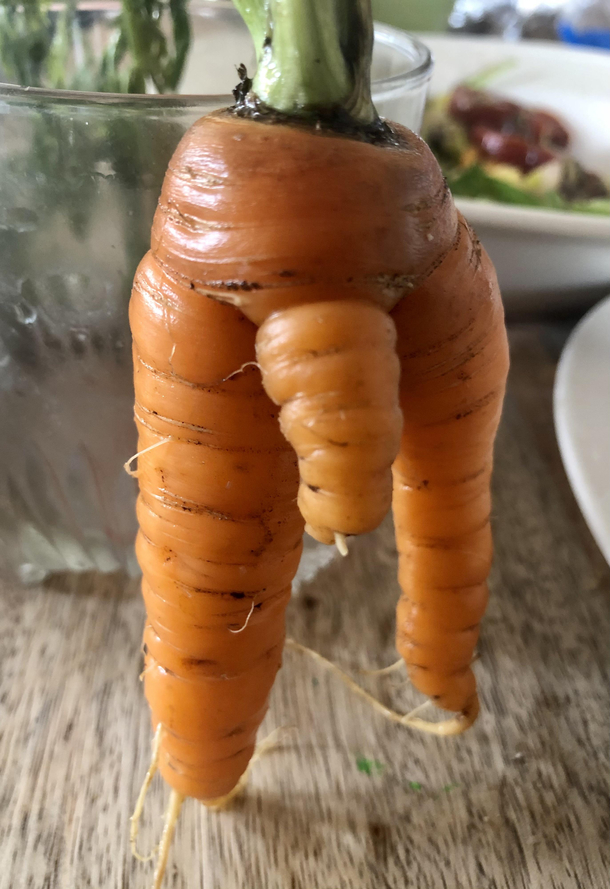 A male carrot that my son dug out of our garden