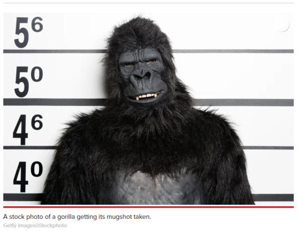 A man dressed as a machete-wielding gorilla was arrested for terrorizing an apartment complex The article didnt have a copy of his mugshot but they did have this