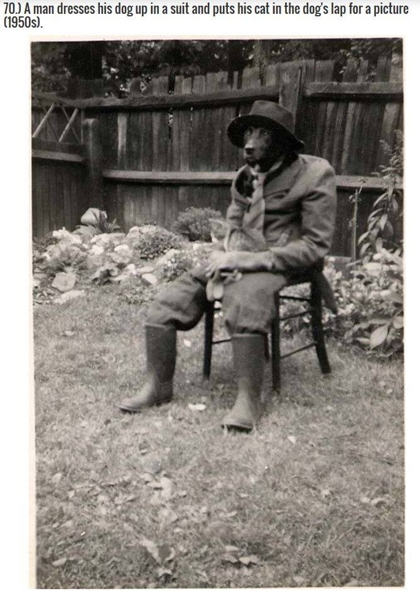 A man dresses his dog up in a suit and puts his cat in the dogs lap for a picture s