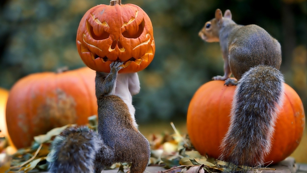 A meerkat with a pumpkin on its head