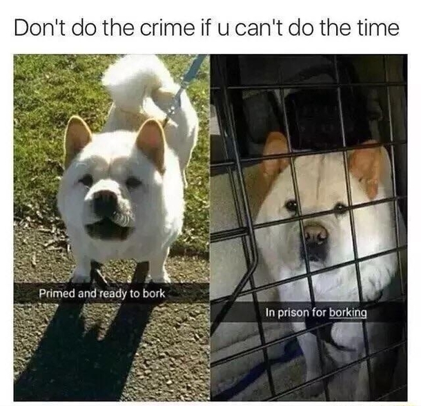 A message to doggos everywhere