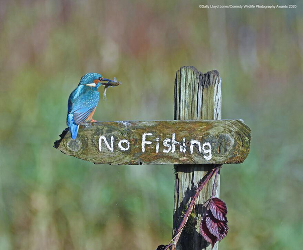 A Mocking Bird