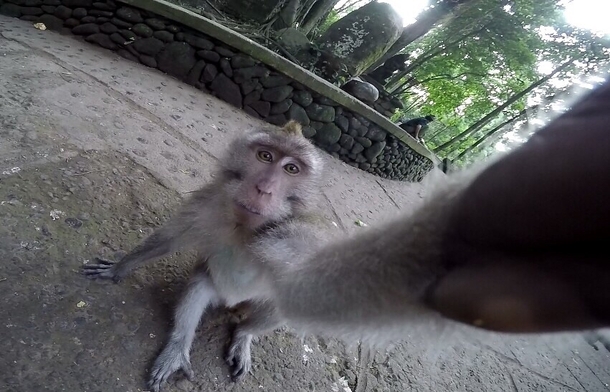 A monkey stole my GoPro while I was in Indonesia It seems that he fully adapted to the selfie culture