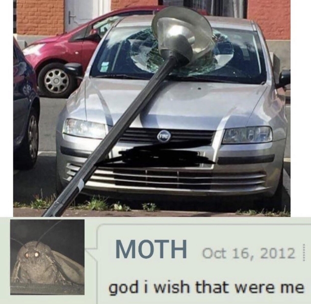 A moths wildest dreams