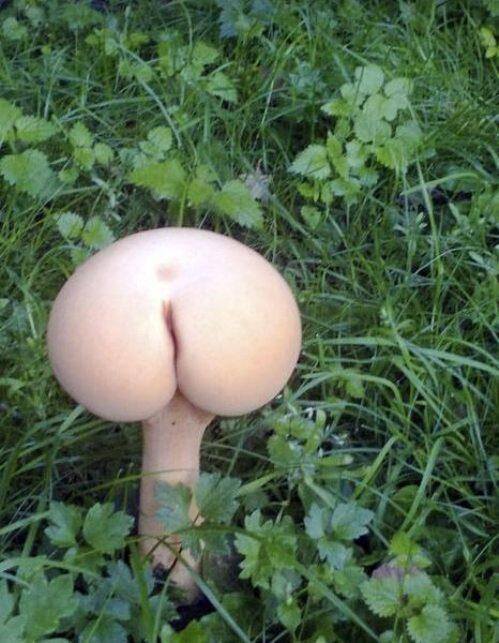 A Mushroom shaped like an ass