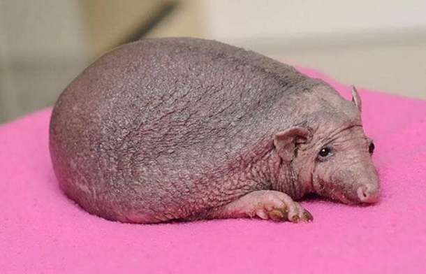 A naked hedgehog looks like a scrotum