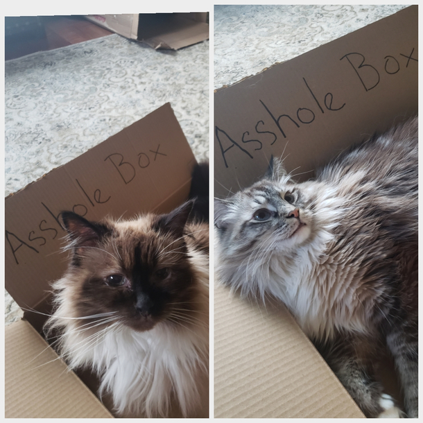 A new Asshole is in town