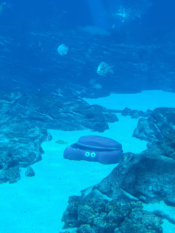 A new species of crab at the Georgia Aquarium