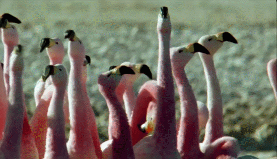 A Pack of curious Pink Flamingos