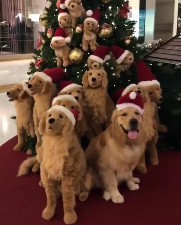 A pack of fake golden retrievers