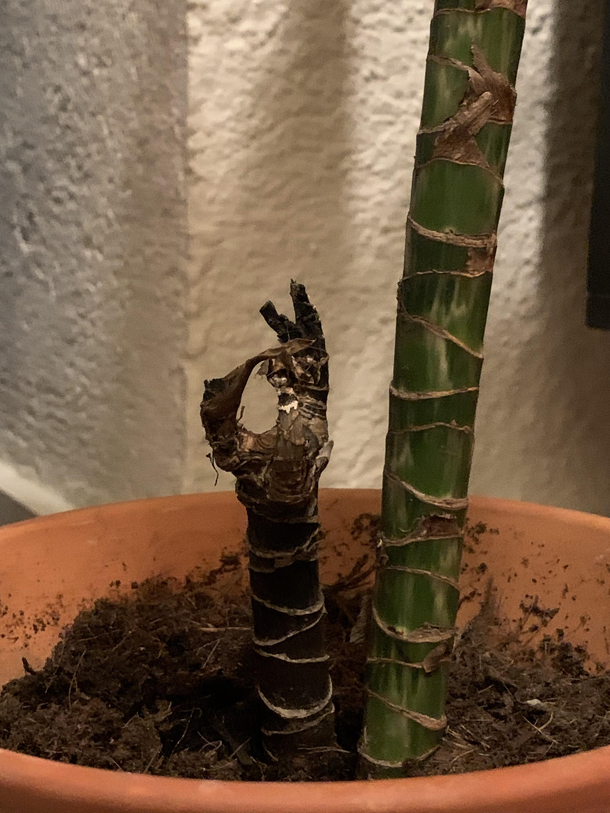 A part of my plant died just to make me look