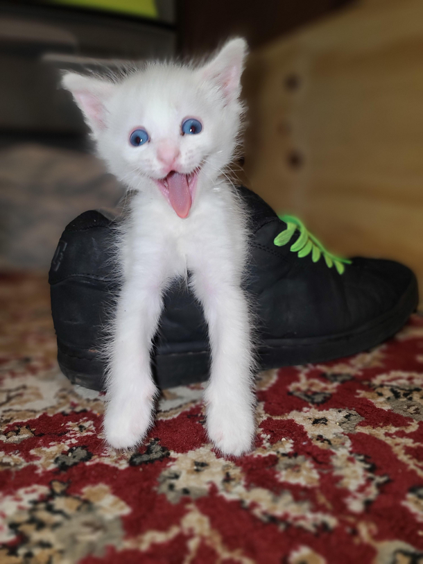 A perfectly timed derp
