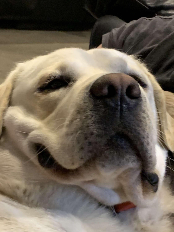 A pic of my friends dog