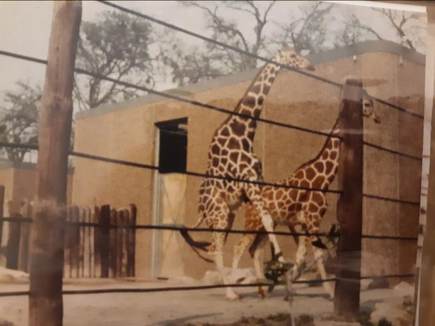A picture my dad took when we has a zookeeper back in the s