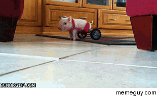 A piglet popping wheelies