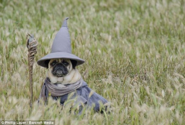 A pug dressed as Gandalf Thats it