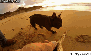 A pug fetching a stick with a GoPro attached
