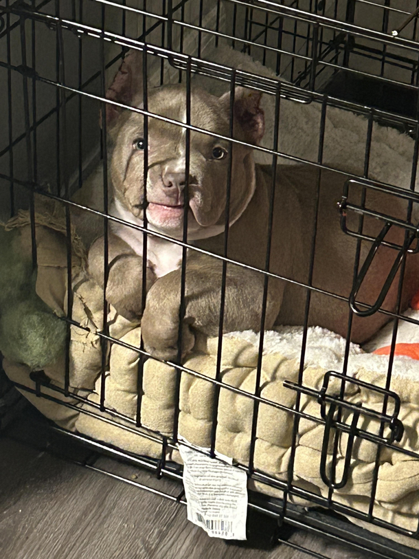 A puppy I just rescued Hes a goober 