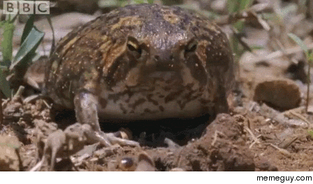 A rain frog eating ants